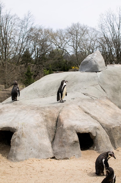 Uno stormo di pinguini di humboldt nello zoo di filadelfia il pinguino di humboldt è un pinguino di medie dimensioni vive in sud america l'areale comprende la maggior parte della costa del perù