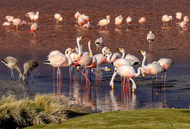 Laguna Colorada에있는 James Flamingo의 무리와 어린 새들. 알티 플라 노. 볼리비아. 남아메리카