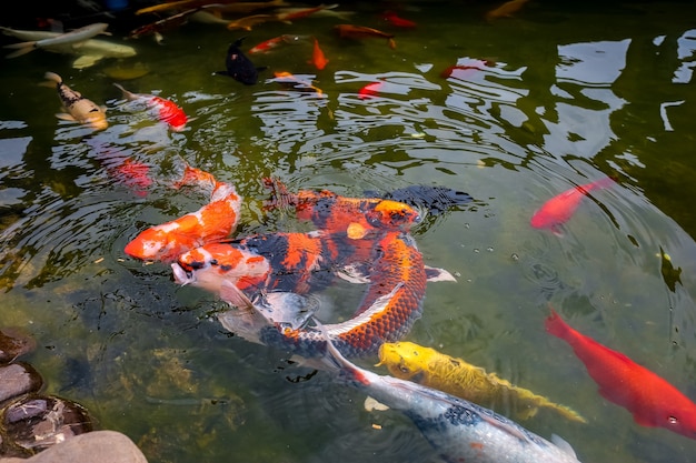 A flock of Japanese koi carp eat food in the pond that people throw to them