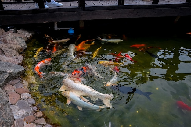 A flock of Japanese koi carp swim very close to the rocks to grab the food that floats on the surface of the pond