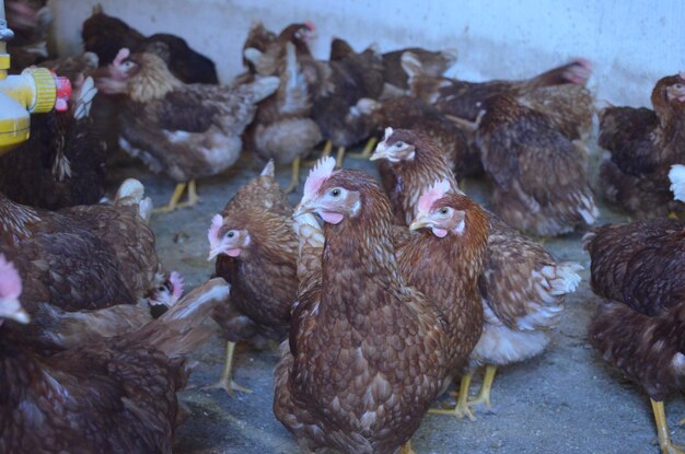 Photo flock of laying chicken in a farm