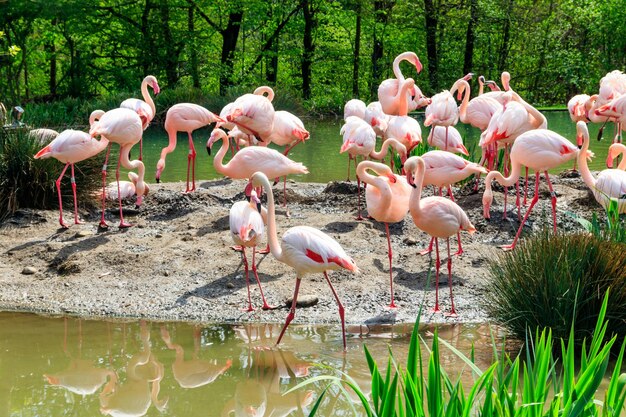 Photo flock of lesser flamingos phoenicoparrus minor in a lake