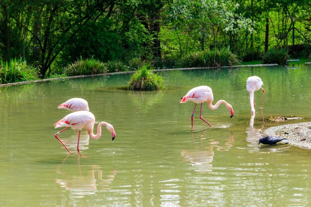 Photo flock of lesser flamingos phoenicoparrus minor in a lake