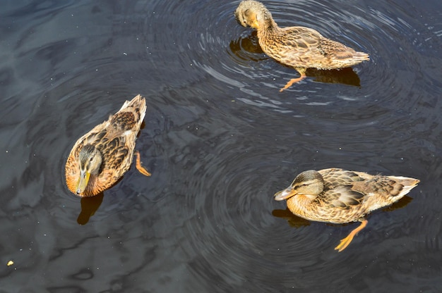 A flock of many beautiful wild water birds of ducks with chicks ducklings with beak and wings swims