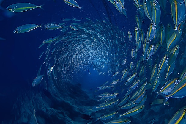 多くの魚の水中の抽象的な背景の群れ