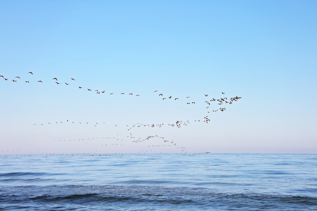 A flock of migrating birds in the sky above the sea. Seasonal migration of birds. Soft selective focus.