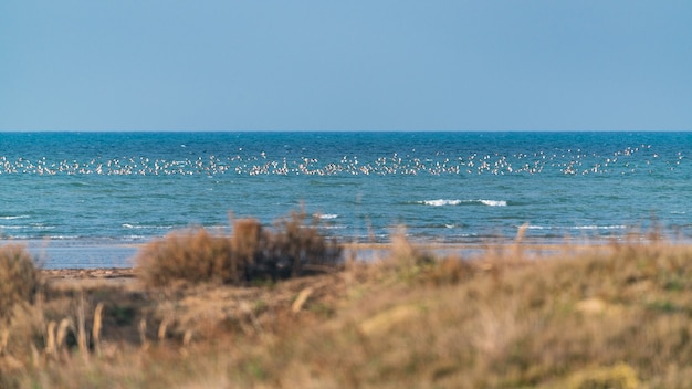 A flock of migratory birds on seashore