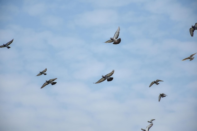 Foto stormo di uccelli migratori