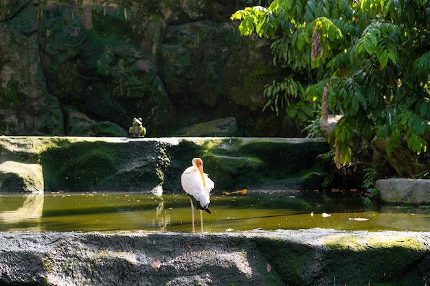 A flock of milk stork is hunting in a pond.