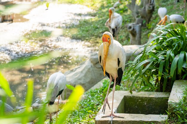 A flock of milk storks sits on a green lawn in a park