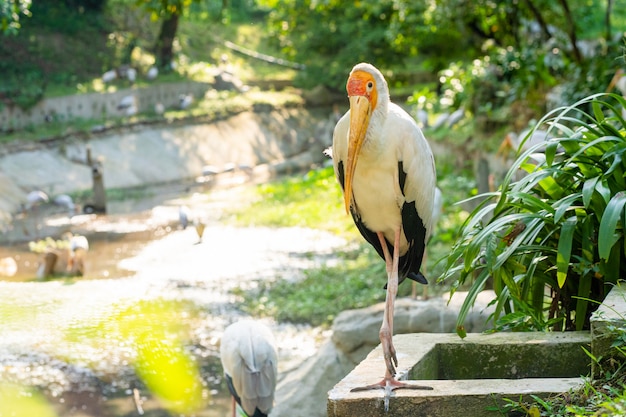 A flock of milk storks sits on a green lawn in a park