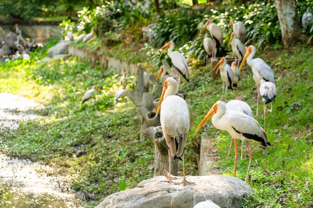 A flock of milk storks sits on a green lawn in a park