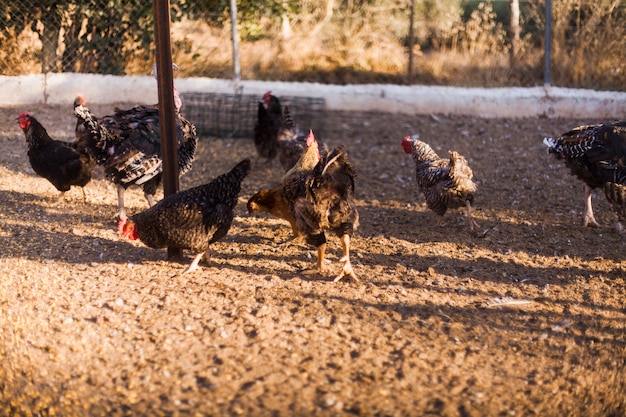 Flock of mixed breed chickens in farm