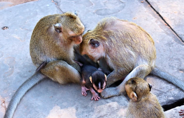 A flock of monkeys with cubs Angkor Cambodia