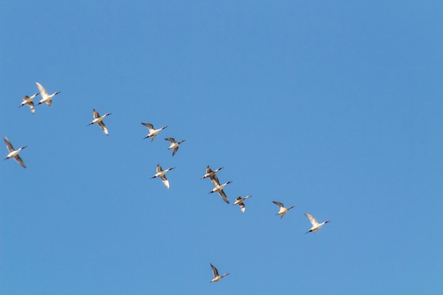 空を飛ぶオナガガモの群れ