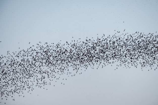 Фото Стая летучих мышей летит по небу вечером
