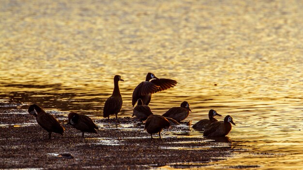 写真 湖岸 の 鳥 群れ