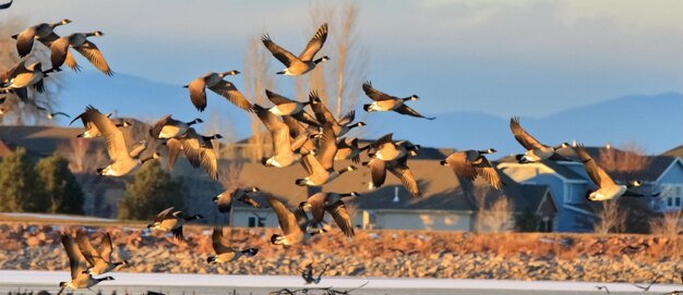 Фото Стадо птиц, летящих против неба.