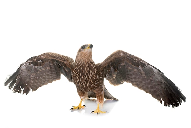 写真 空を飛ぶ鳥の群れ