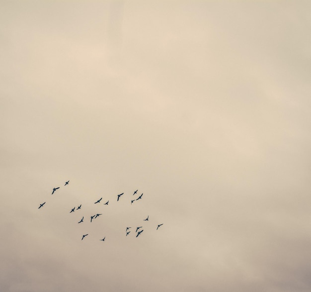 사진 하늘을 날아다니는 새들의 무리