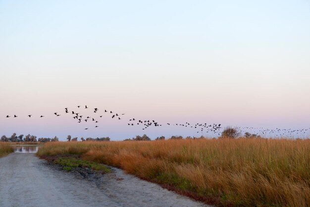 写真 日の出の野原を飛ぶ鳥の群れ