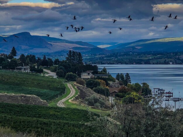 写真 空に向かって風景を飛ぶ鳥の群れ