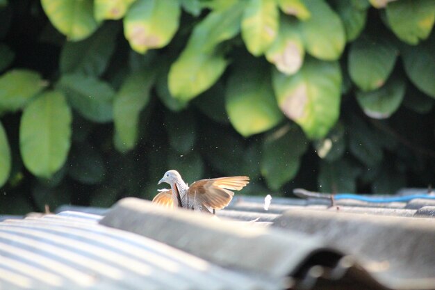 写真 海を飛ぶ鳥の群れ