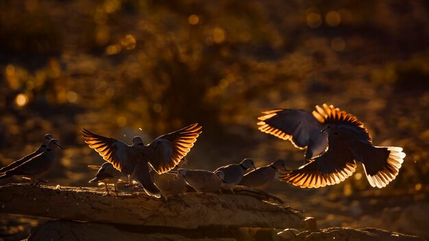 Фото Стадо летающих птиц