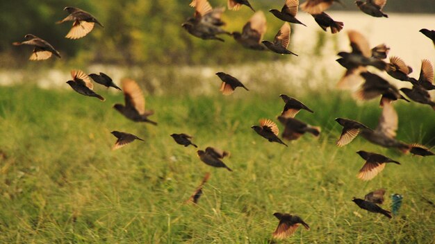 写真 飛ぶ鳥の群れ