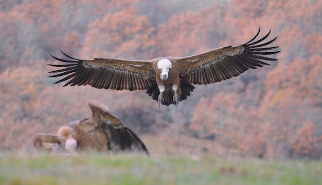 写真 飛ぶ鳥の群れ