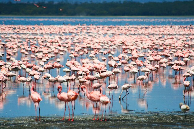 写真 湖の鳥の群れ