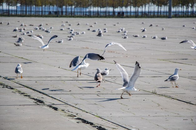 写真 浜辺の鳥の群れ