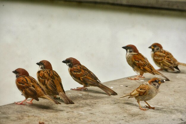 写真 壁の鳥の群れ