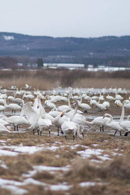 写真 鳥の群れ