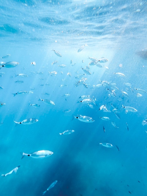 写真 海で泳ぐ魚の群れ