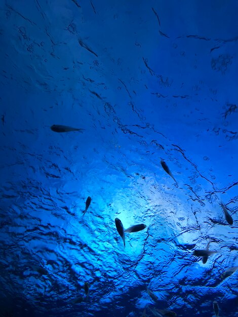 写真 海で泳ぐ魚の群れ