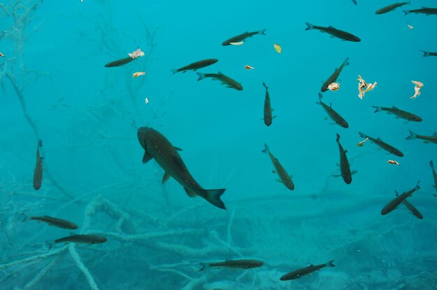 写真 海で泳ぐ魚の群れ