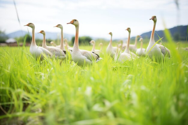 写真 鮮やかな緑の草の中でをむガチョウの群れ