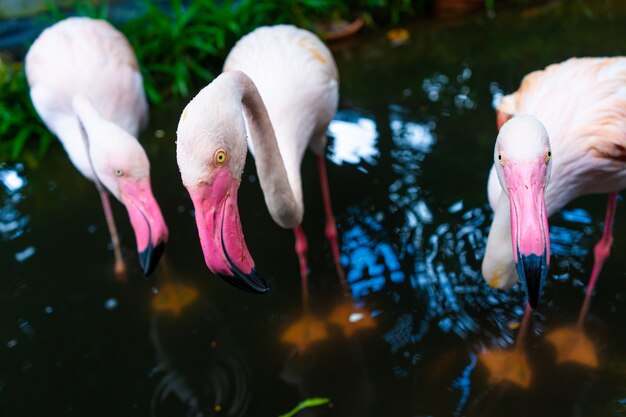 動物園の池のピンクのフラミンゴの群れ。