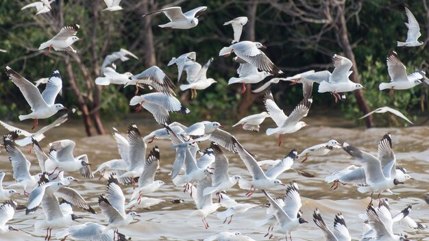 写真 飛ぶカモメの群れ