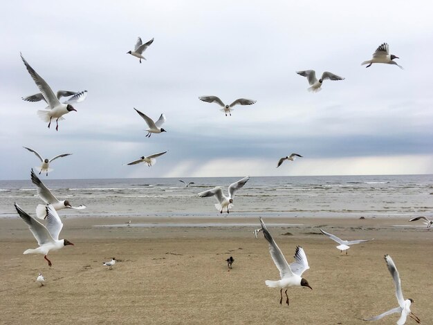 写真 浜辺のカモメの群れ