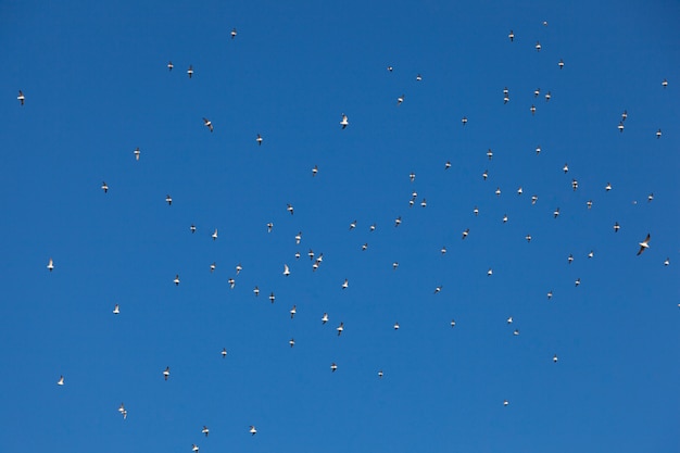 Flock of seagulls