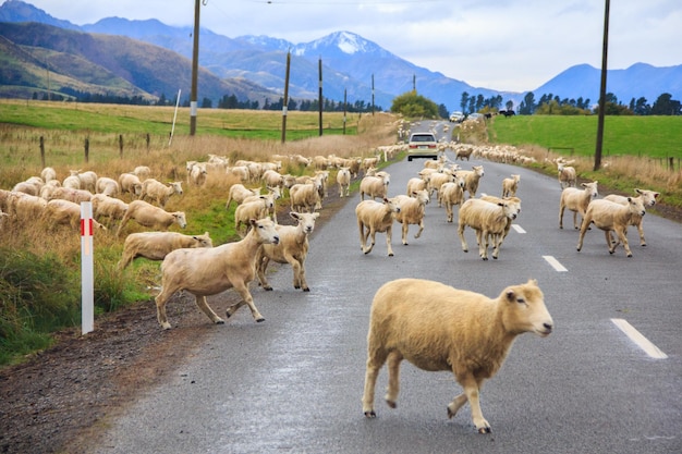 写真 羊の群れが道路を渡る