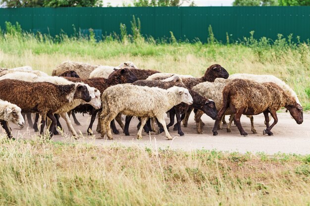 羊の群れは牧草地に行きます。屋外の家畜。畜産。伝統的な農業。