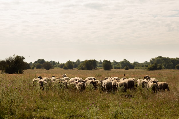 Стадо овец, пасущихся в сельской местности