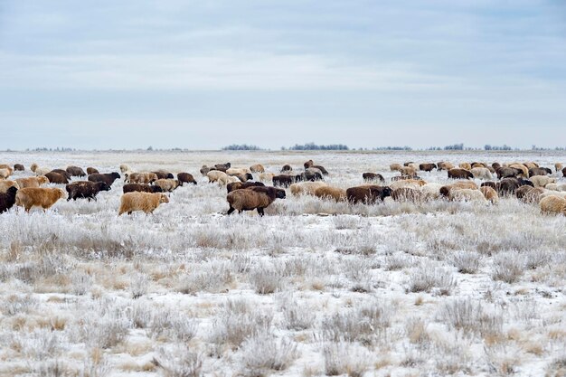 Фото Стадо овец на поле
