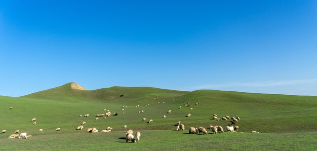 Фото Стадо овец на травяном поле на фоне неба