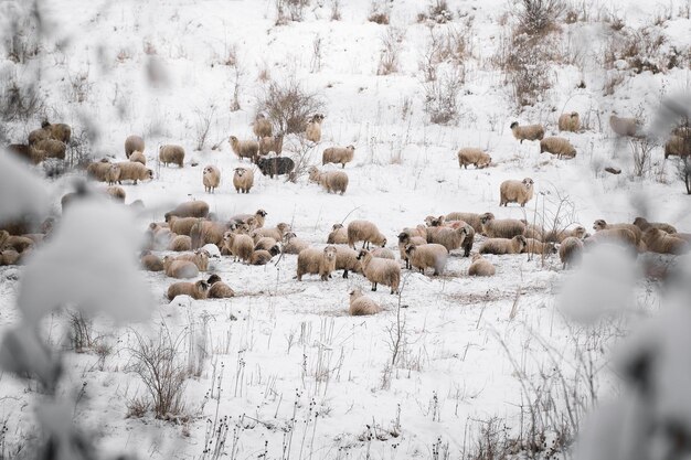 写真 雪 に 覆わ れ た 畑 の 羊 の 群れ