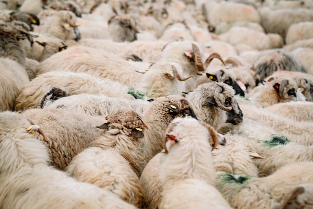 写真 羊の群れ