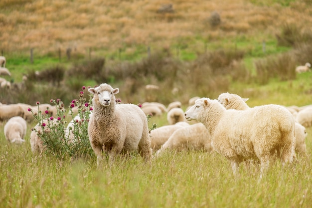 写真 暖かい日光の影響でニュージーランドの緑の農場で放牧羊の群れi